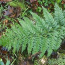 Dryopteris dilatata (Hoffm.) A. GrayDryopteris dilatata (Hoffm.) A. Gray