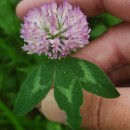 Trifolium pratense L.Trifolium pratense L.