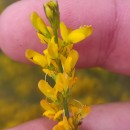 Genista micrantha OrtegaGenista micrantha Ortega