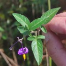 Solanum dulcamara L.Solanum dulcamara L.