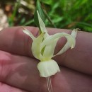 Narcissus triandrus L. subsp. triandrusNarcissus triandrus L. subsp. triandrus