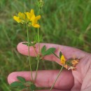 Lotus pedunculatus Cav.Lotus pedunculatus Cav.