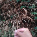 Deschampsia cespitosa (L.) P.Beauv.Deschampsia cespitosa (L.) P.Beauv.