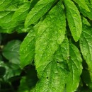 Eupatorium cannabinum  L.Eupatorium cannabinum L.