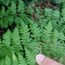 Dryopteris guanchica Gibby & JermyDryopteris guanchica Gibby & Jermy