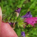 Echium plantagineum L.Echium plantagineum L.