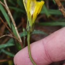 Hypochaeris radicata L.Hypochaeris radicata L.