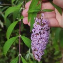 Buddleja davidii Franch.Buddleja davidii Franch.