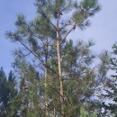 Pinus pinaster AitonPinus pinaster Aiton