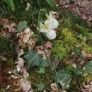 Narcissus triandrus L. subsp. triandrusNarcissus triandrus L. subsp. triandrus