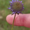 Jasione montana L. var. latifolia PugsleyJasione montana L. var. latifolia Pugsley