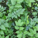 Filipendula ulmaria (L.) Maxim.Filipendula ulmaria (L.) Maxim.