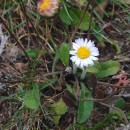 Bellis sylvestris Cyr.Bellis sylvestris Cyr.