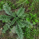 Jacobaea vulgaris Gaertn.Jacobaea vulgaris Gaertn.