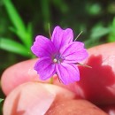 Geranium columbinum L.Geranium columbinum L.