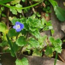 Veronica persica Poir.Veronica persica Poir.