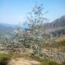 Sorbus aria (L.) CrantzSorbus aria (L.) Crantz