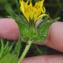 Helminthotheca echioides (L.) HolubHelminthotheca echioides (L.) Holub