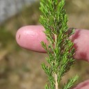 Erica arborea L.Erica arborea L.