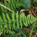 Athyrium filix-femina (L.) RothAthyrium filix-femina (L.) Roth