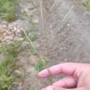 Panicum dichotomiflorum Michx.Panicum dichotomiflorum Michx.