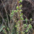 Genista berberidea LangeGenista berberidea Lange