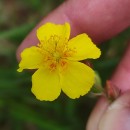 Helianthemum nummularium (L.) Mill.Helianthemum nummularium (L.) Mill.