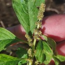 Amaranthus blitum L.Amaranthus blitum L.