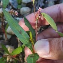 Persicaria maculosa GrayPersicaria maculosa Gray