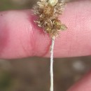 Helichrysum luteoalbum (L.) Rchb.Helichrysum luteoalbum (L.) Rchb.