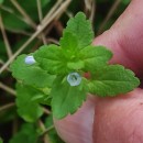 Veronica arvensis L.Veronica arvensis L.