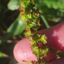 Rumex obtusifolius L.Rumex obtusifolius L.