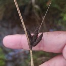 Bolboschoenus maritimus (L.) PallaBolboschoenus maritimus (L.) Palla