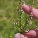 Calluna vulgaris (L.) HullCalluna vulgaris (L.) Hull