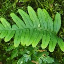 Polypodium vulgare L.Polypodium vulgare L.