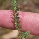 Thymelaea coridifolia (Lam.) Endl. subsp. coridifoliaThymelaea coridifolia (Lam.) Endl. subsp. coridifolia