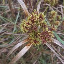 Cyperus eragrostis Lam.Cyperus eragrostis Lam.