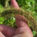 Setaria faberi Herm.Setaria faberi Herm.