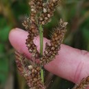 Echinochloa crus-galli (L.) Beauv.Echinochloa crus-galli (L.) Beauv.