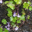 Cymbalaria muralis P. Gaertn., B. Mey. & Scherb.Cymbalaria muralis P. Gaertn., B. Mey. & Scherb.