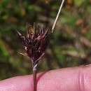 Schoenus nigricans L.Schoenus nigricans L.