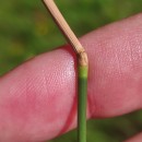 Agrostis stolonifera L.Agrostis stolonifera L.