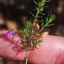 Erica cinerea L.Erica cinerea L.