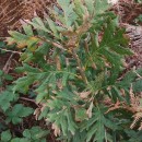 Quercus x andegavensis HyQuercus x andegavensis Hy