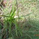 Cephalanthera longifolia (L.) FritschCephalanthera longifolia (L.) Fritsch
