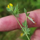 Ornithopus compressus L.Ornithopus compressus L.