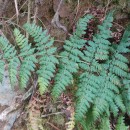 Dryopteris guanchica Gibby & JermyDryopteris guanchica Gibby & Jermy