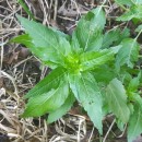 Mercurialis annua L.Mercurialis annua L.