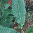 Castanea sativa Mill.Castanea sativa Mill.