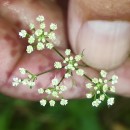 Peucedanum gallicum Latourr.Peucedanum gallicum Latourr.